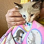 Chevy Lee joined the competition — help win amazing prizes! animal, animal_print, blanket, blue_eyes, cat, closeup, comfort, cute, face, fur, hand, holding, indoor, kitten, person, pet, small, soft, wall, warm