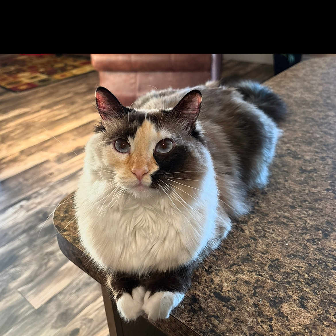 Chevy Lee is registered to the contest to win money with this photo: animal, calm, cat, chair, close_up, countertop, curious_eyes, domestic_cat, feline, fluffy, fur, indoor, paws, pet, portrait, relaxed, table, two_toned_face, whiskers, wood_floor
