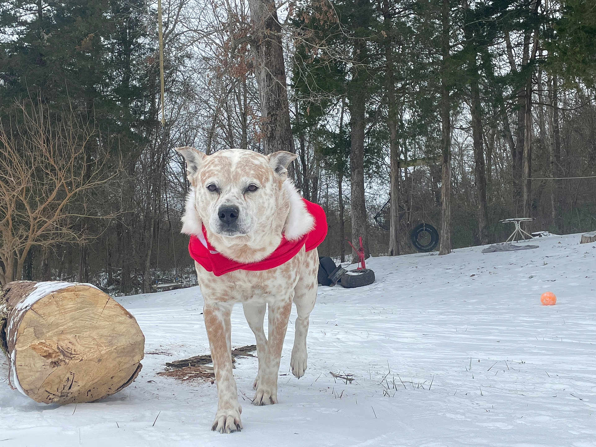 Harley is registered to the contest to win money with this photo: dog, snow, winter, red_jacket, outdoor, trees, log, tire_swing, yard, animal, pet, canine, walking, cold, forest, nature, fur, play, daylight, park
