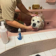 Harley joined the competition — help win amazing prizes! dog, person, bathtub, bath, soap, tiled_floor, tiled_wall, white_tiles, pink_bathtub, wash, foam, man, pet_bath, indoor, cleaning, shampoo, hand, shorts, beard, leash