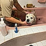 dog, person, bathtub, bath, soap, tiled_floor, tiled_wall, white_tiles, pink_bathtub, wash, foam, man, pet_bath, indoor, cleaning, shampoo, hand, shorts, beard, leash
