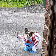 Kiwi a rejoint le concours — aidez-le/la à gagner de superbes lots ! animal, blue_overalls, brick_wall, concrete, costume, cute, dog, ears, expression, face, funny, greenery, outdoor, pet, playful, sidewalk, small_dog, standing, stripes, white_paws