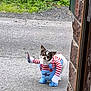 animal, blue_overalls, brick_wall, concrete, costume, cute, dog, ears, expression, face, funny, greenery, outdoor, pet, playful, sidewalk, small_dog, standing, stripes, white_paws