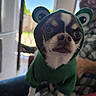 animal, clothing, costume, cute, daylight, dog, ears, face, fur, green, home, hoodie, indoors, person, pet, puppy, seated, small_dog, smiling, window
