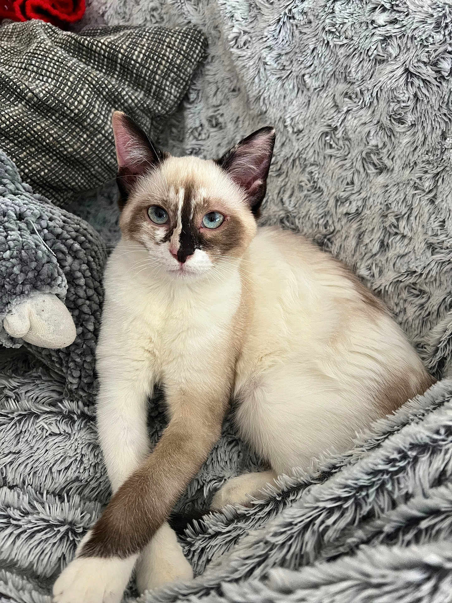 Tiana a rejoint le concours — aidez-le/la à gagner de superbes lots ! animal, bed, blanket, cat, couch, furniture, homedecor, kitten, linen, manx, pet, quilt, siamese