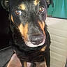 dog, black_and_tan, close_up, portrait, floppy_ears, brown_eyes, shiny_nose, wide_eyed, curious, indoor, sitting, pet, canine, short_hair, facial_markings, black_fur, tan_markings, flash_photography, blurry_background, funny_expression