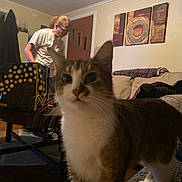 Gracie Mae joined the competition — help win amazing prizes! animal, blanket, brown, casual, cat, cozy, curious, furniture, glasses, home, indoor, living_room, painting, person, pet, sofa, table, tshirt, white, wood_floor