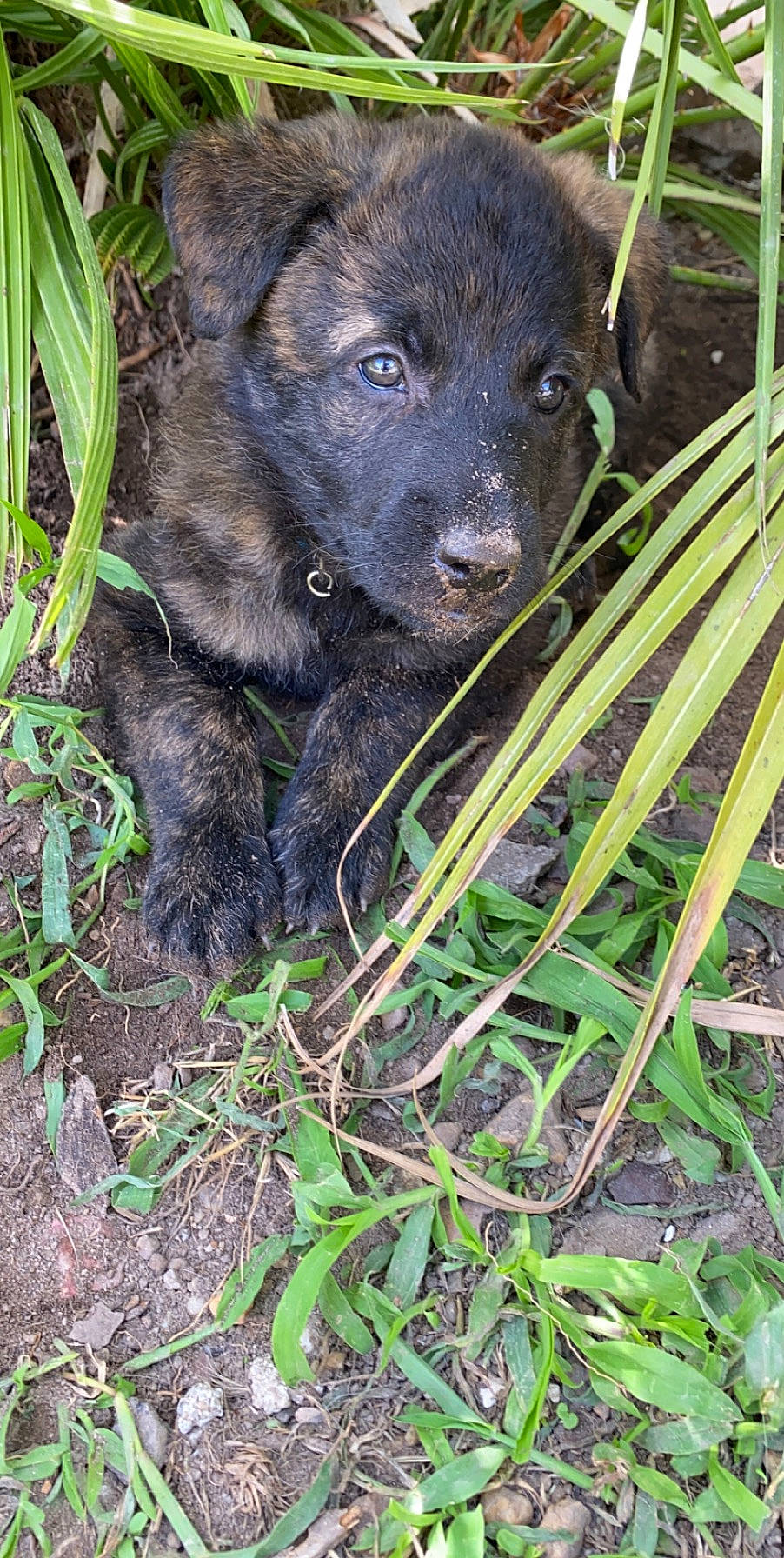 Ruby participe au concours pour gagner de l'argent avec cette photo : canidae, carnivore, companion_dog, dog, dog_breed, fur, grass, grass_family, perennial_plant, plant_stem, puppy, snout, soil, sporting_group, street_dog, subshrub, terrestrial_animal, whiskers, working_animal, working_dog