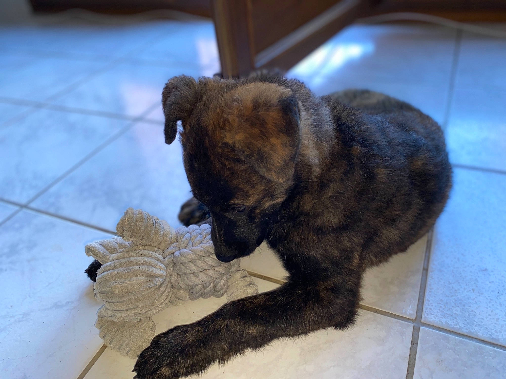 Ruby participe au concours pour gagner de l'argent avec cette photo : canidae, carnivore, companion_dog, dog, dog_breed, fawn, floor, flooring, fur, laminate_flooring, mat, pug, puppy, shadow, snout, sporting_group, tile, tile_flooring, wood_flooring, working_animal