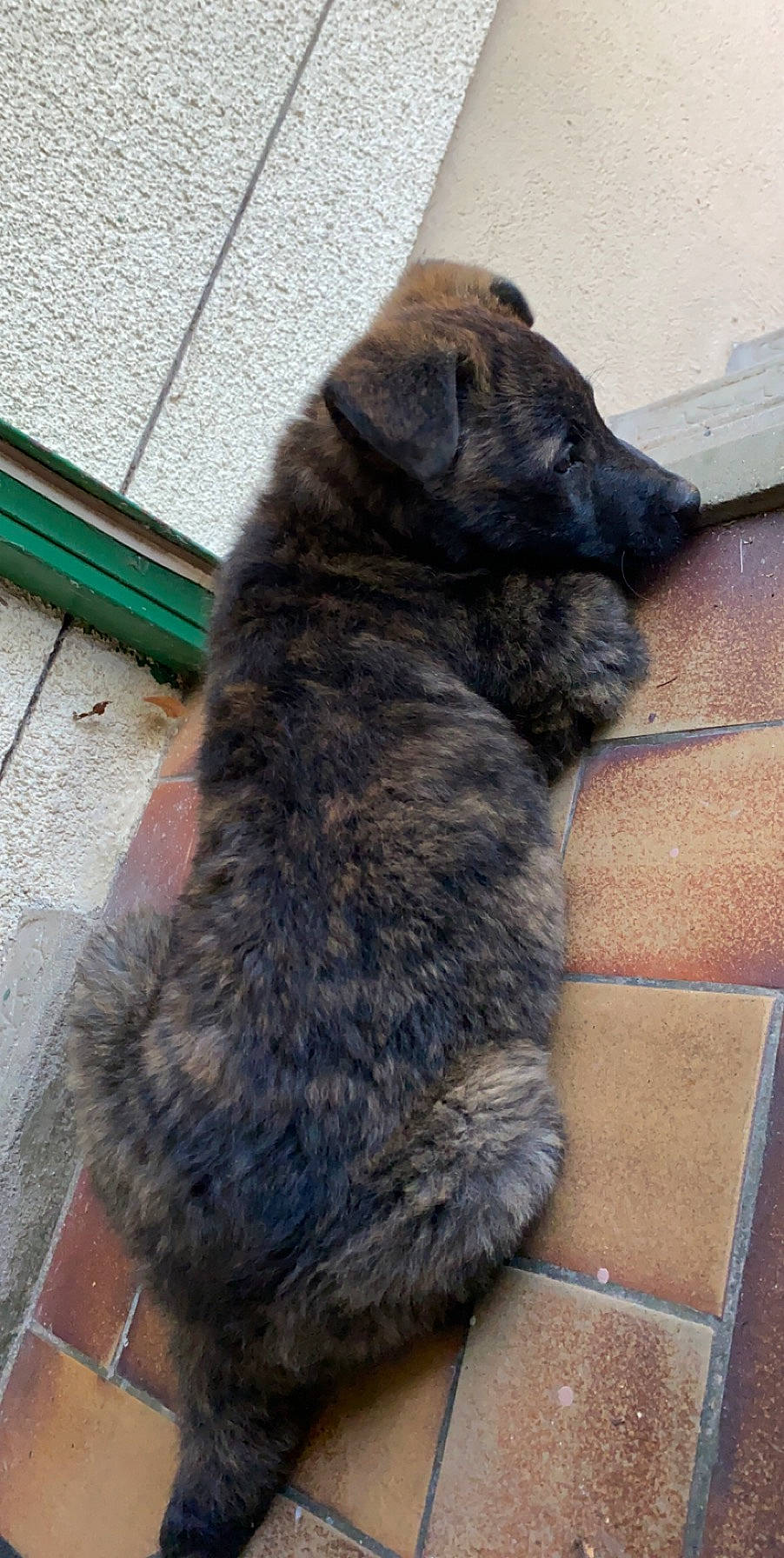 Ruby a rejoint le concours — aidez-le/la à gagner de superbes lots ! canidae, carnivore, dog, dog_breed, fur, grey, liver, snout, sporting_group, tail, terrestrial_animal, working_animal, working_dog