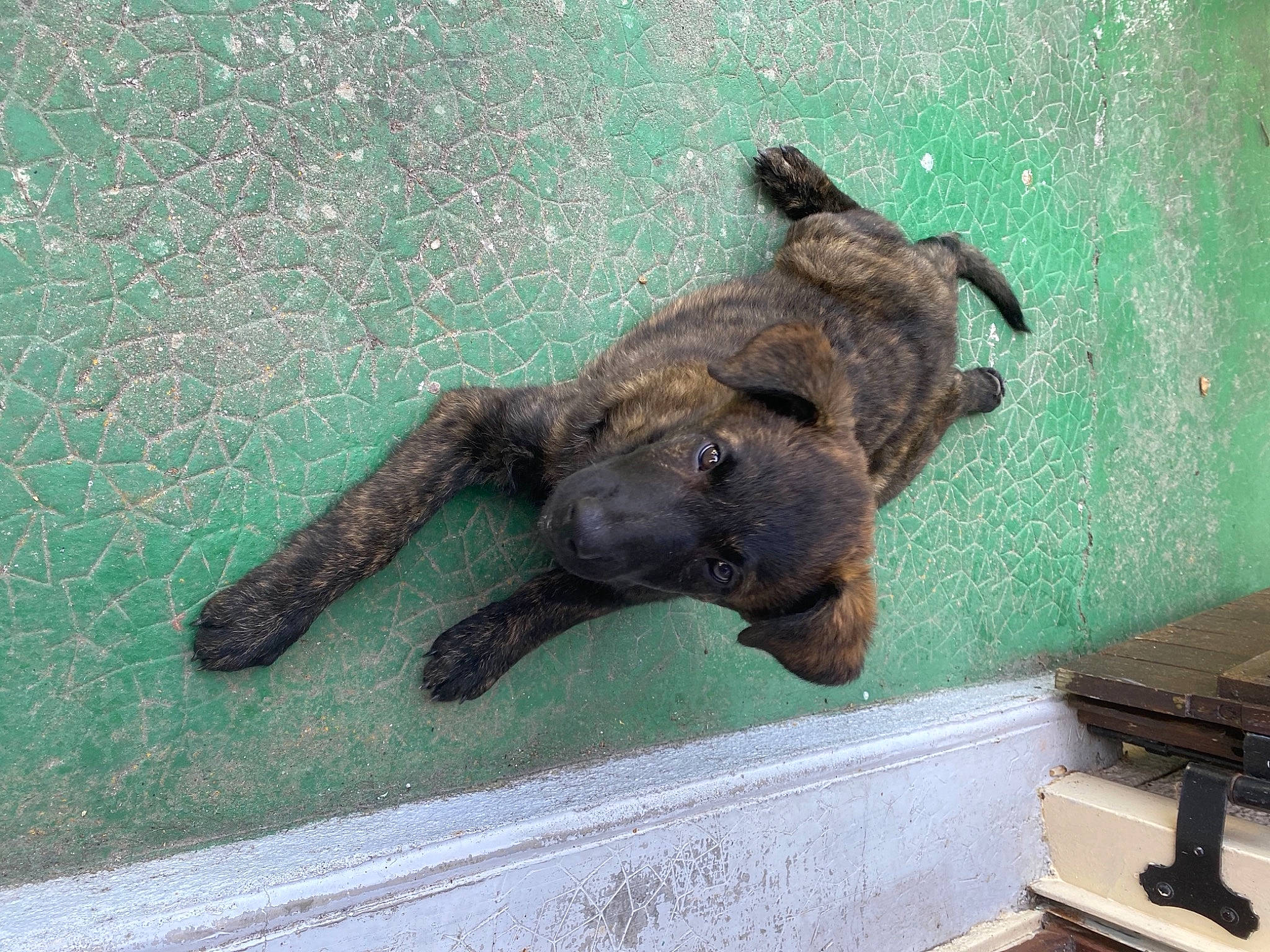 Ruby participe au concours pour gagner de l'argent avec cette photo : canidae, claw, companion_dog, dog_breed, fur, gun_accessory, liver, office_equipment, paw, snout, sporting_group, teal, turquoise, working_dog