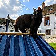 Violette participe au concours pour gagner de l'argent avec cette photo : black_cat, cat, hammock, blue_stripes, outdoor, sky, clouds, house, chimney, window, grass, sunlight, daytime, animal, pet, curious, standing, wood, rope, leisure