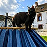 black_cat, cat, hammock, blue_stripes, outdoor, sky, clouds, house, chimney, window, grass, sunlight, daytime, animal, pet, curious, standing, wood, rope, leisure
