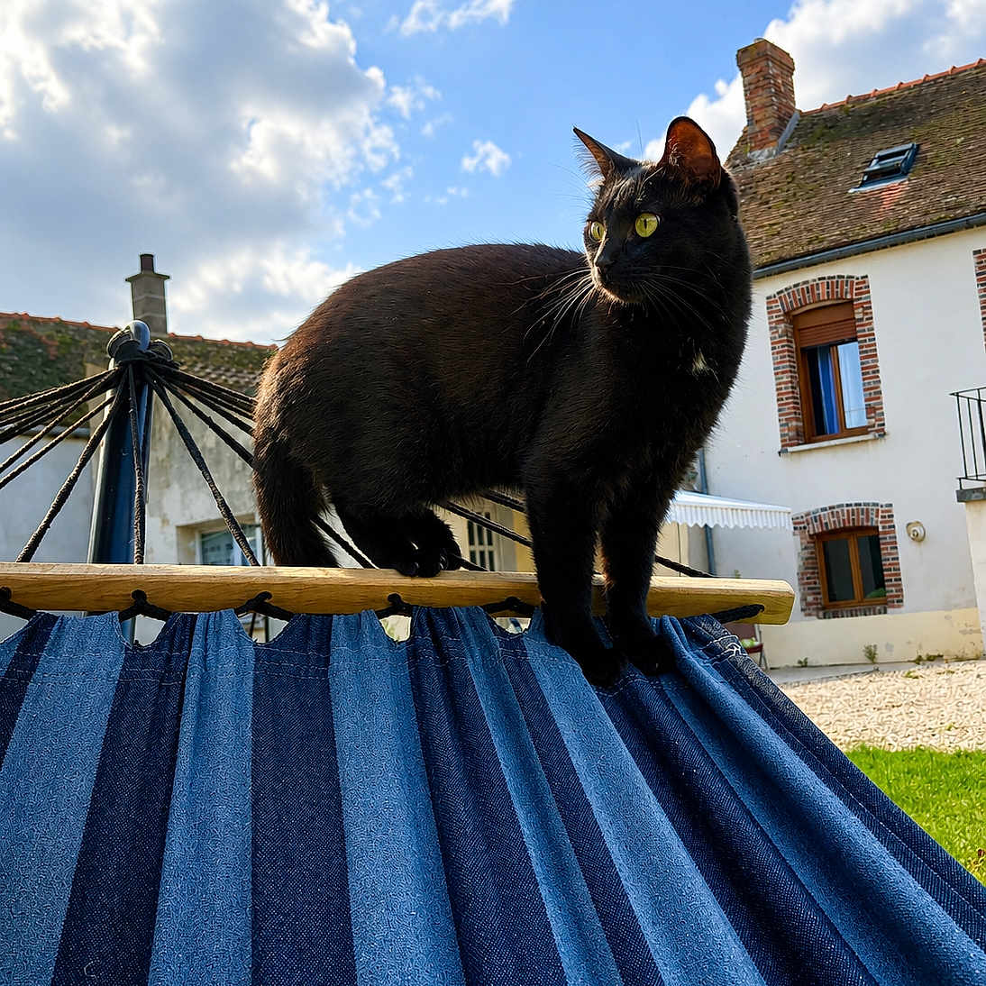 Violette participe au concours pour gagner de l'argent avec cette photo : black_cat, cat, hammock, blue_stripes, outdoor, sky, clouds, house, chimney, window, grass, sunlight, daytime, animal, pet, curious, standing, wood, rope, leisure