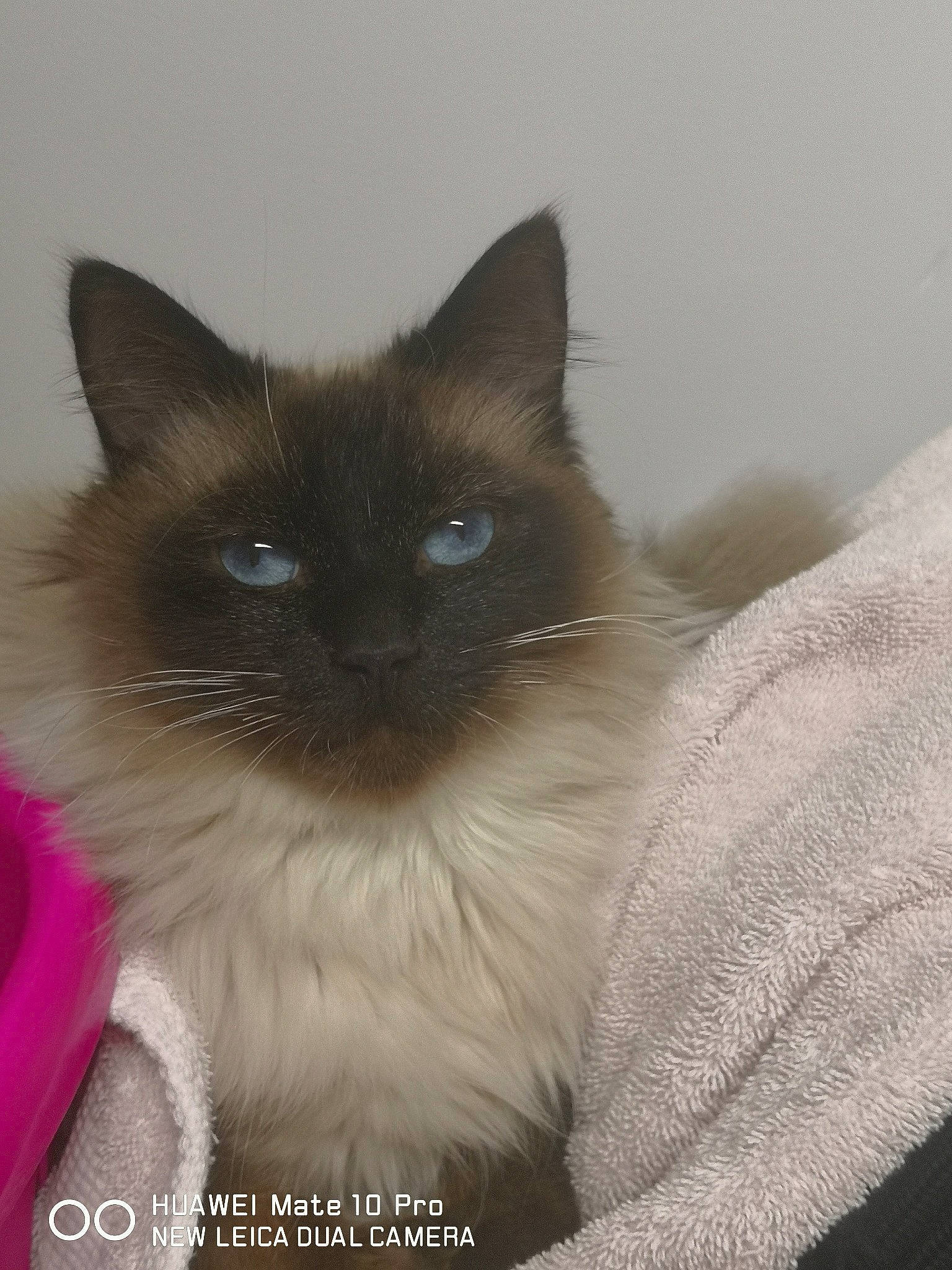 Muscat participe au concours pour gagner de l'argent avec cette photo : balinese, birman, carnivore, cat, electric_blue, fawn, felidae, fur, ragdoll, siamese, small_to_medium_sized_cats, snout, thai, whiskers