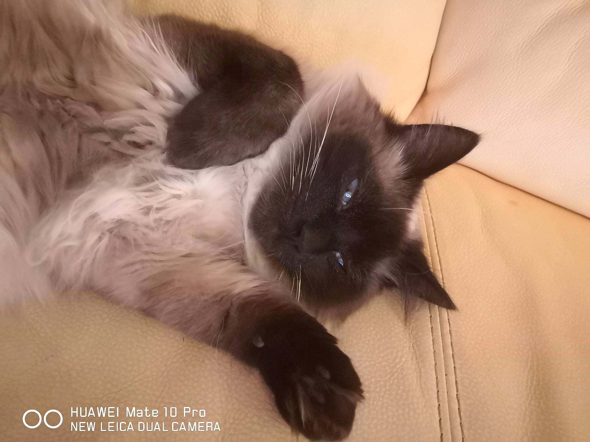 Muscat participe au concours pour gagner de l'argent avec cette photo : balinese, carnivore, cat, claw, comfort, domestic_short_haired_cat, fawn, felidae, flooring, fur, grey, hardwood, paw, siamese, small_to_medium_sized_cats, snout, tail, thai, whiskers