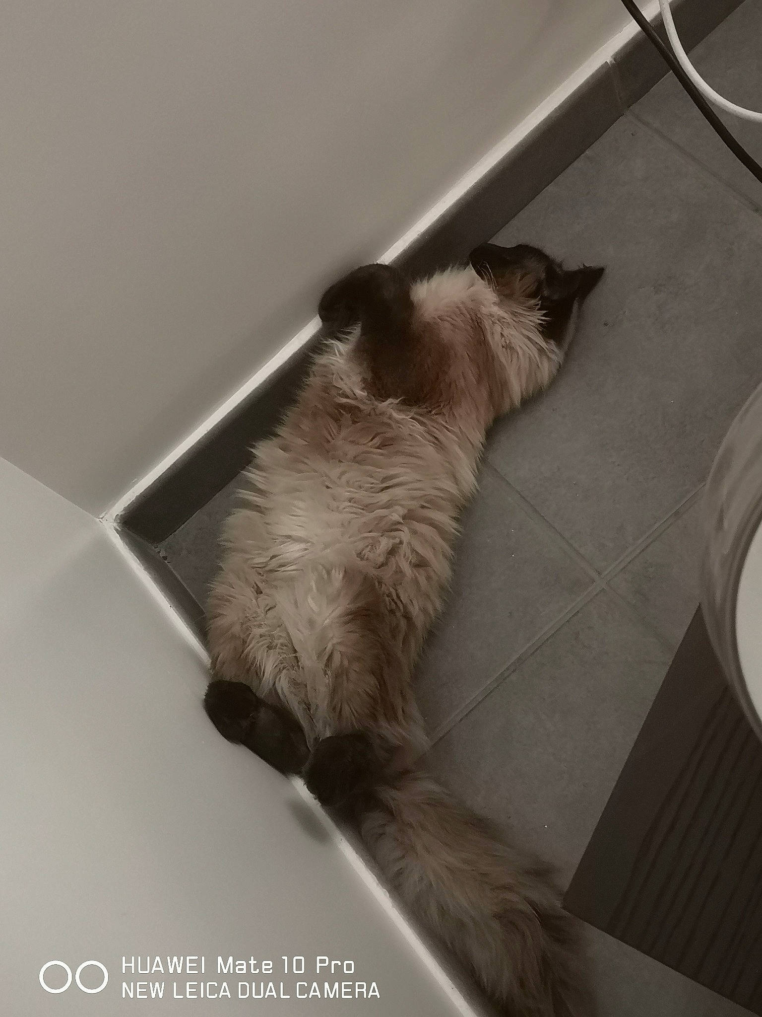 Muscat a rejoint le concours — aidez-le/la à gagner de superbes lots ! canidae, carnivore, cat, comfort, companion_dog, dog_breed, domestic_short_haired_cat, fawn, felidae, flooring, fur, hardwood, room, siamese, small_to_medium_sized_cats, snout, sporting_group, tail, whiskers, wood