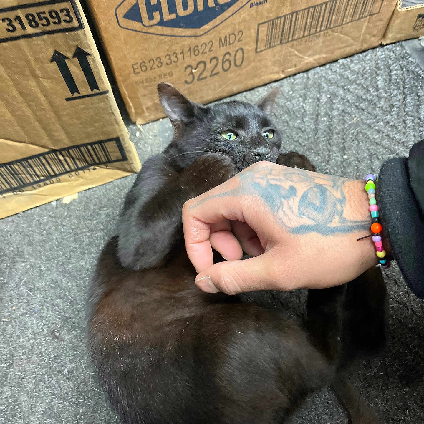 Aphrodite joined the competition — help win amazing prizes! beaded_bracelet, biting, black_cat, cardboard_box, carpet, cat, clorox_logo, close_up, cozy, floor, green_eyes, human_hand, indoor, paws, pet, pet_owner, play, playful_expression, tattoo, whiskers