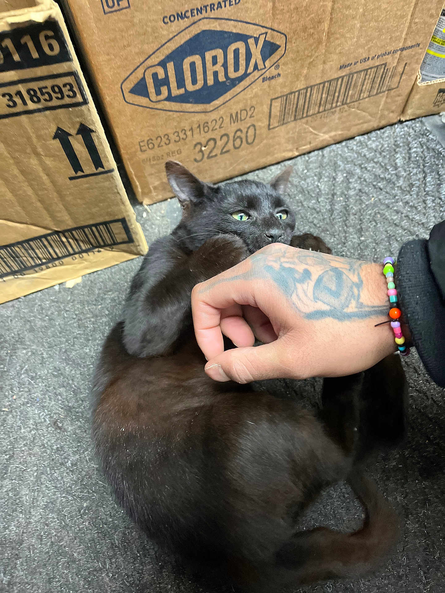 Aphrodite joined the competition — help win amazing prizes! black_cat, cat, pet, human_hand, tattoo, beaded_bracelet, cardboard_box, clorox_logo, carpet, floor, play, biting, paws, green_eyes, indoor, close_up, cozy, pet_owner, whiskers, playful_expression