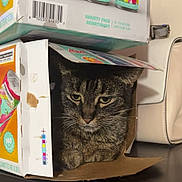 Nora is registered to the contest to win money with this photo: cat, tabby_cat, cardboard_box, table, indoor, pet, domestic_animal, feline, resting, curious, stacked_boxes, box_lid, fur, whiskers, ears, eyes, face, household, purse, still_life