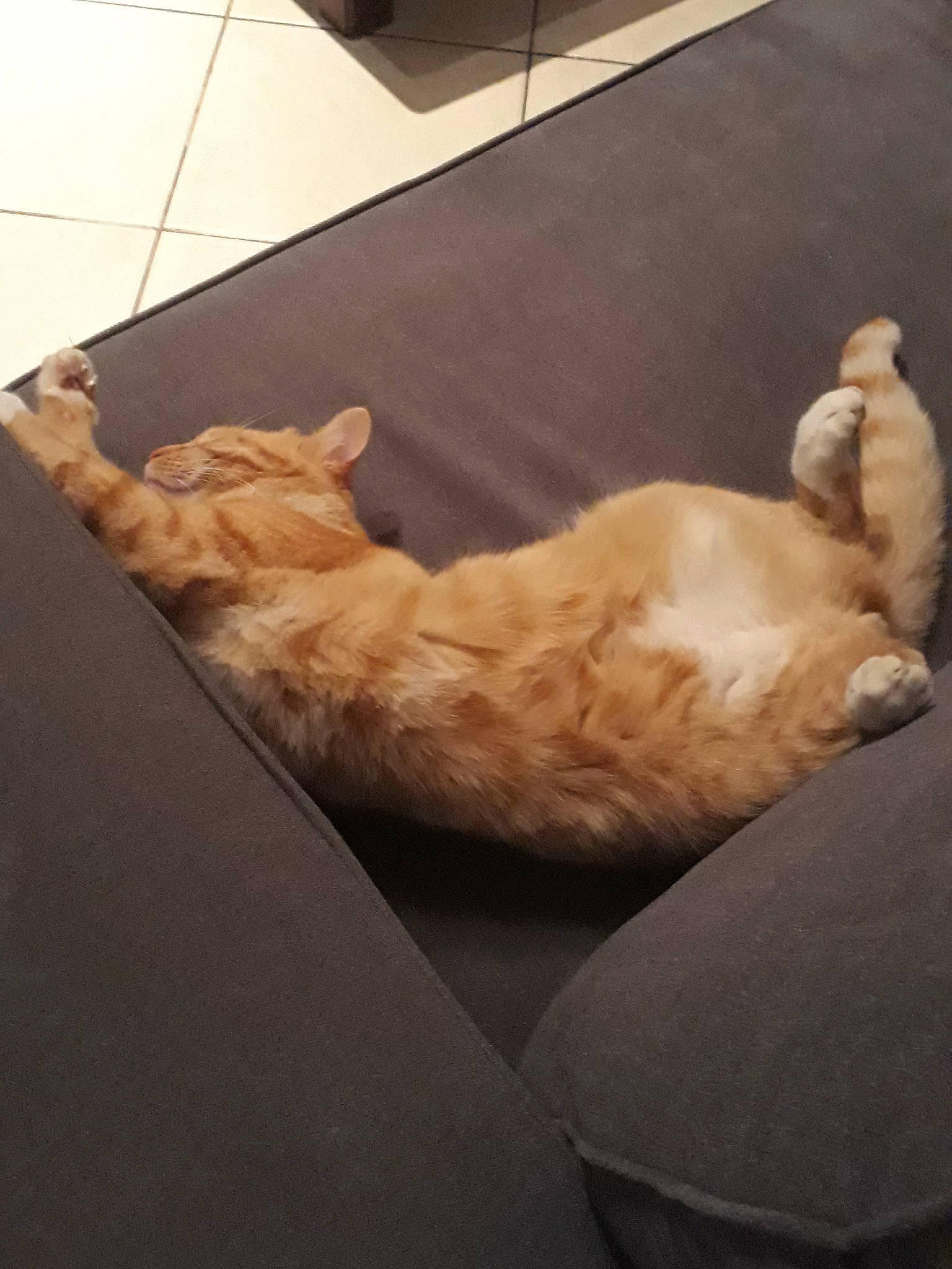 Hoshi participe au concours pour gagner de l'argent avec cette photo : carnivore, cat, claw, comfort, companion_dog, dog_breed, domestic_short_haired_cat, fawn, felidae, flooring, foot, fur, hardwood, human_leg, paw, small_to_medium_sized_cats, snout, tail, whiskers, wood