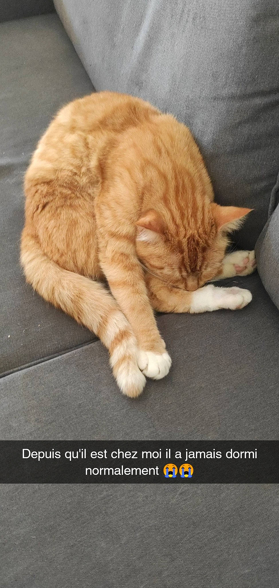 Hoshi participe au concours pour gagner de l'argent avec cette photo : carnivore, cat, claw, comfort, domestic_short_haired_cat, fawn, felidae, flooring, foot, fur, nap, paw, photo_caption, small_to_medium_sized_cats, snout, tail, terrestrial_animal, whiskers, wood, wrinkle