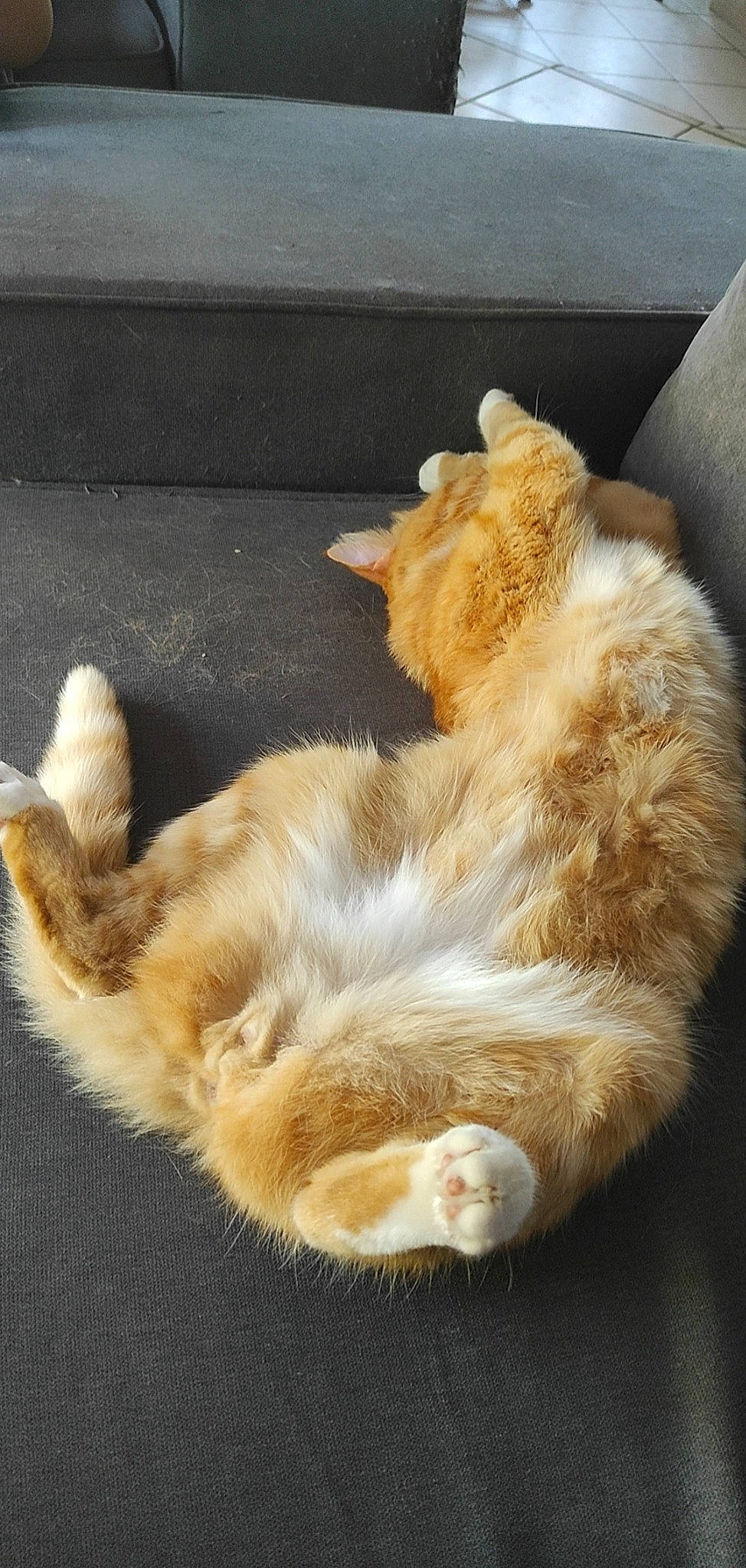 Hoshi participe au concours pour gagner de l'argent avec cette photo : canidae, carnivore, cat, claw, comfort, domestic_short_haired_cat, fawn, felidae, foot, fur, gesture, human_leg, nap, paw, small_to_medium_sized_cats, snout, tail, whiskers