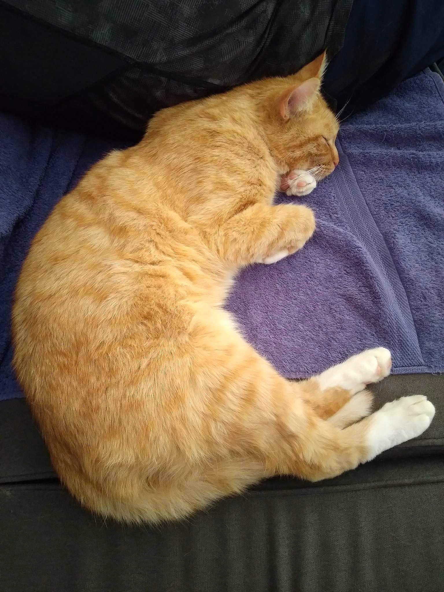 Hoshi participe au concours pour gagner de l'argent avec cette photo : carnivore, cat, claw, comfort, domestic_short_haired_cat, fawn, felidae, flooring, foot, fur, human_leg, paw, sitting, small_to_medium_sized_cats, snout, tail, terrestrial_animal, whiskers, wood