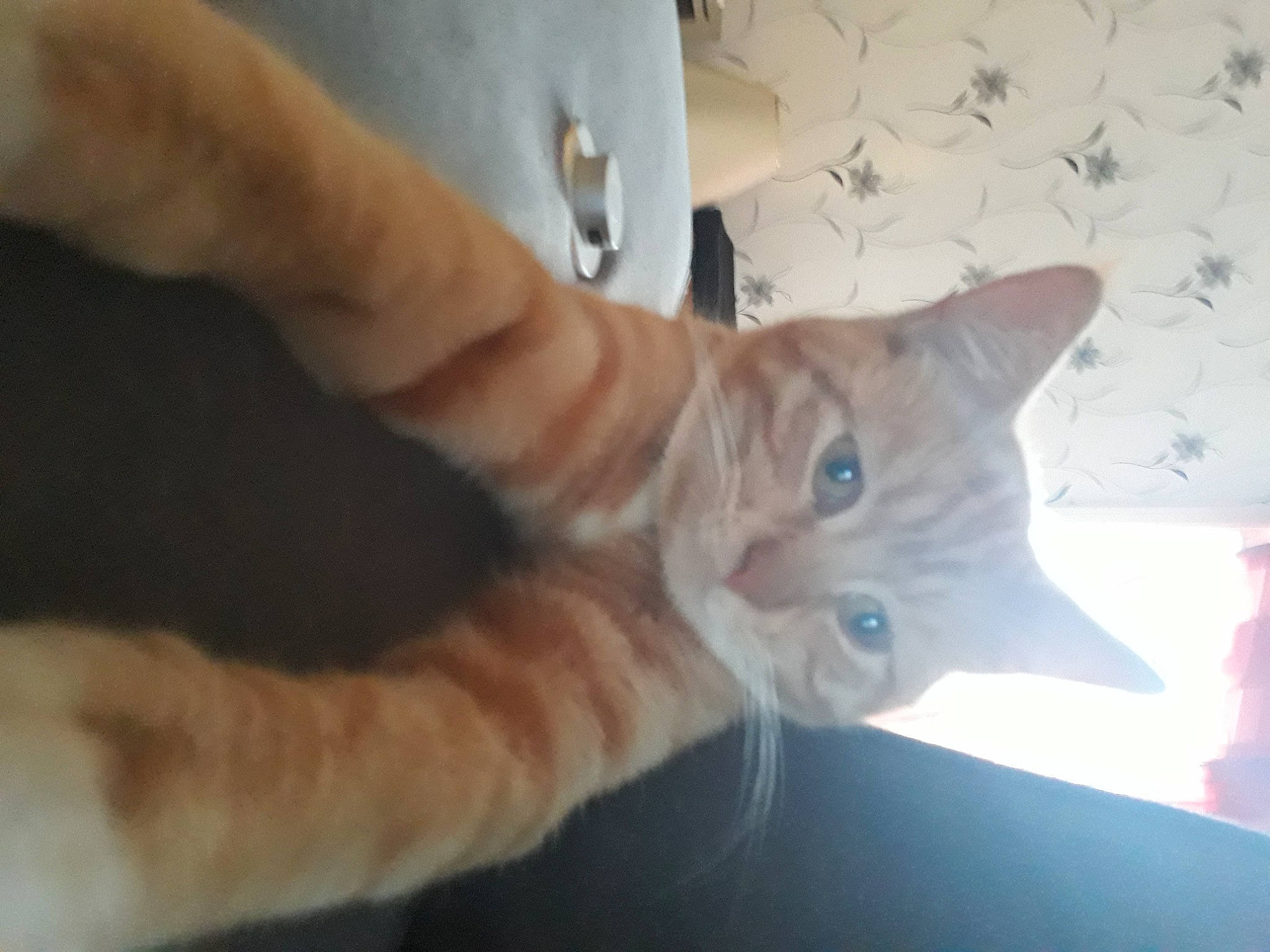 Hoshi participe au concours pour gagner de l'argent avec cette photo : carnivore, cat, claw, domestic_short_haired_cat, ear, fawn, felidae, finger, fur, gesture, nail, paw, small_to_medium_sized_cats, snout, tail, thumb, whiskers, wood, wrist