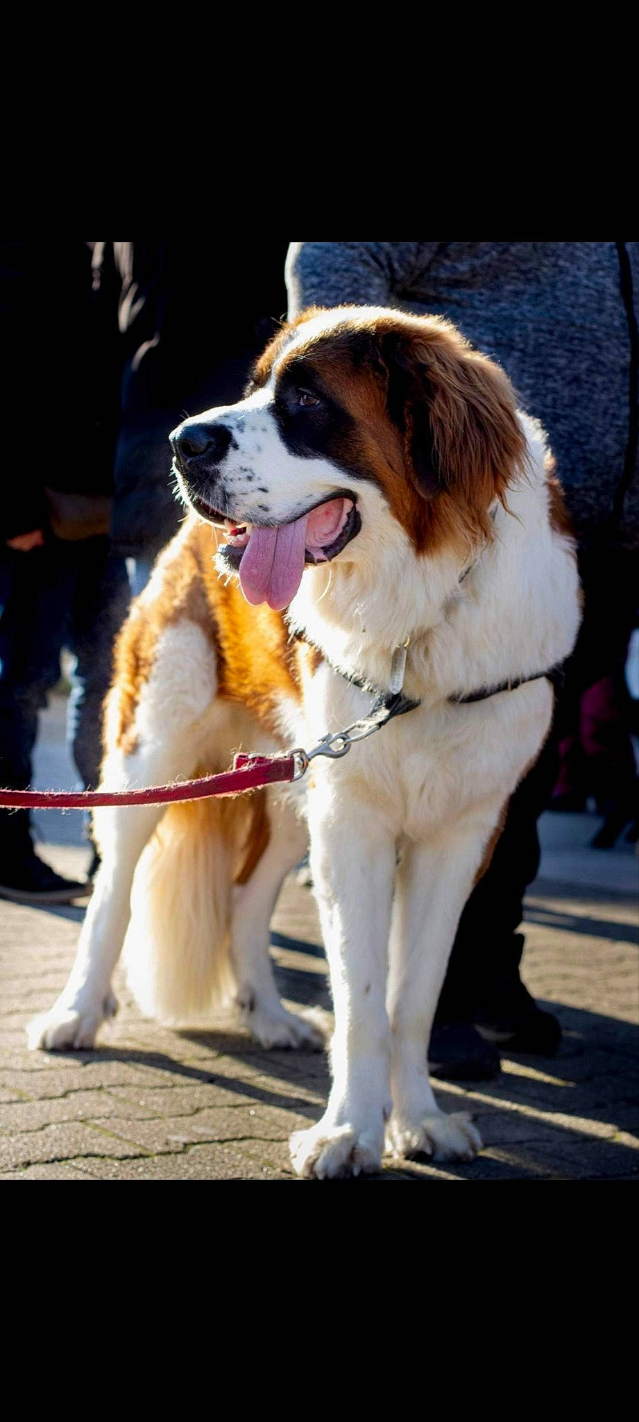 Raven participe au concours pour gagner de l'argent avec cette photo : animal_sports, canidae, carnivore, collar, companion_dog, dog, dog_breed, dog_collar, dog_supply, event, fashion_accessory, footwear, fur, giant_dog_breed, junior_showmanship, leash, snout, sporting_group, st_bernard, working_animal