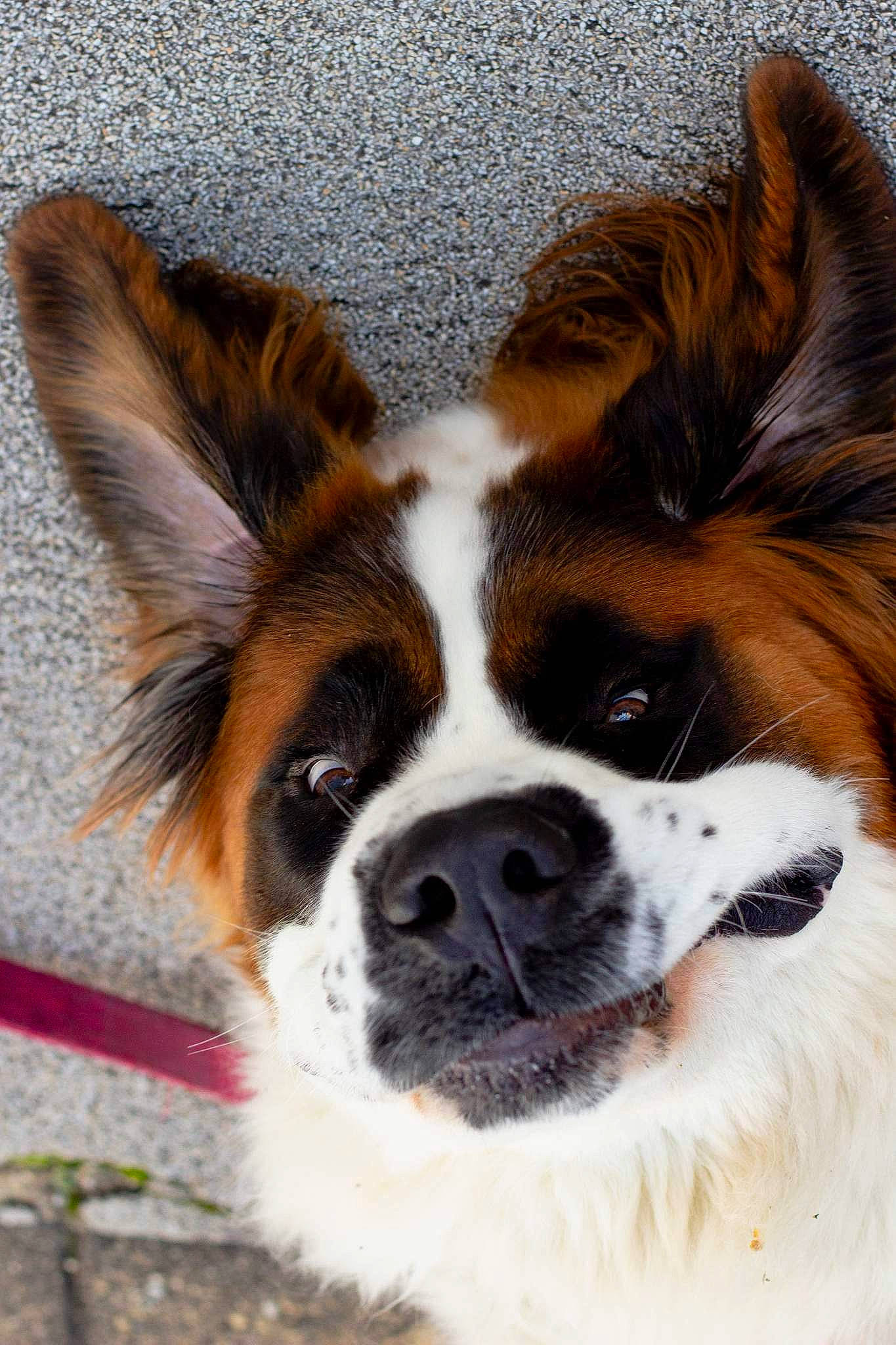 Raven participe au concours pour gagner de l'argent avec cette photo : canidae, carnivore, collar, companion_dog, dog, dog_breed, door, eye, fawn, fur, head, liver, non_sporting_group, snout, sporting_group, terrestrial_animal, tree, whiskers, working_animal, working_dog