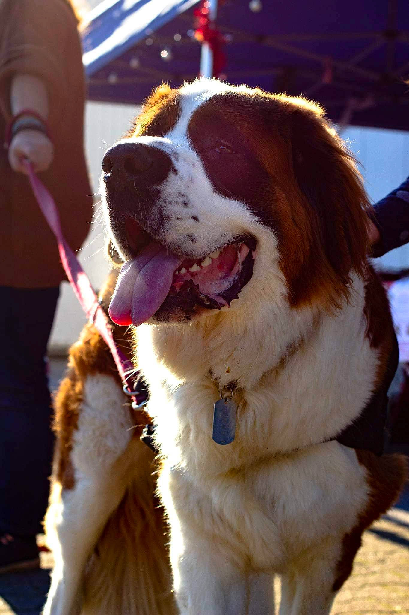 Raven a rejoint le concours — aidez-le/la à gagner de superbes lots ! canidae, carnivore, collar, companion_dog, dog, dog_breed, dog_collar, fashion_accessory, fawn, fun, fur, happy, leash, plant, snout, sporting_group, tree, whiskers, working_animal, working_dog