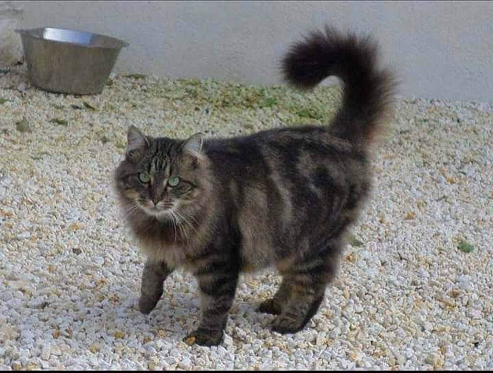 Gribouille a rejoint le concours — aidez-le/la à gagner de superbes lots ! asphalt, carnivore, cat, domestic_short_haired_cat, fawn, felidae, flooring, flowerpot, fur, grass, grey, paw, road_surface, sand, small_to_medium_sized_cats, snout, soil, tail, terrestrial_animal, whiskers