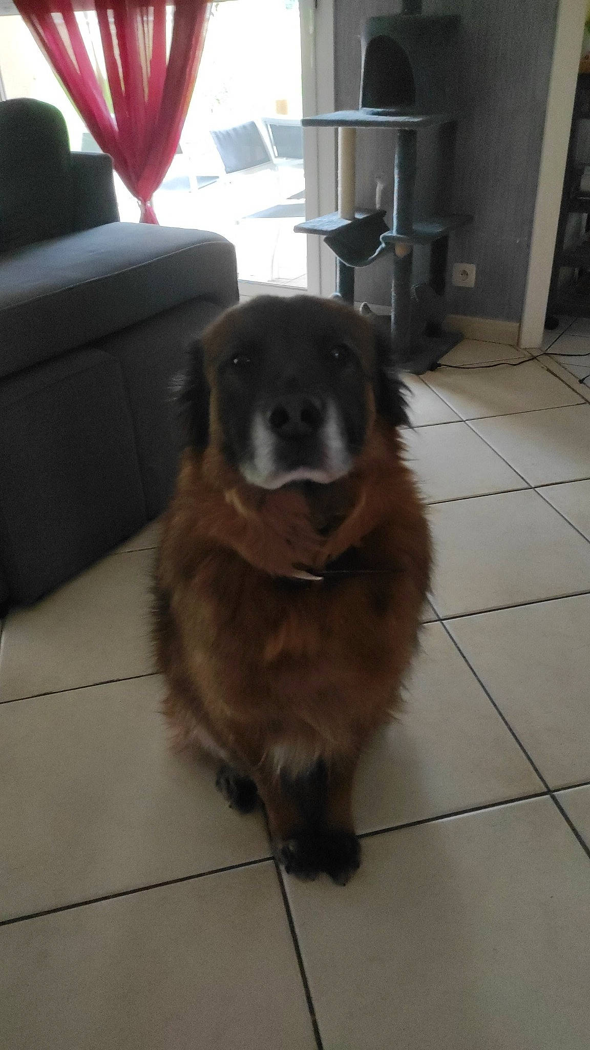 Harpeur participe au concours pour gagner de l'argent avec cette photo : canidae, carnivore, companion_dog, curtain, dog, dog_breed, fawn, floor, flooring, fur, gun_dog, hardwood, liver, snout, sporting_group, tail, tile_flooring, whiskers, working_animal, working_dog