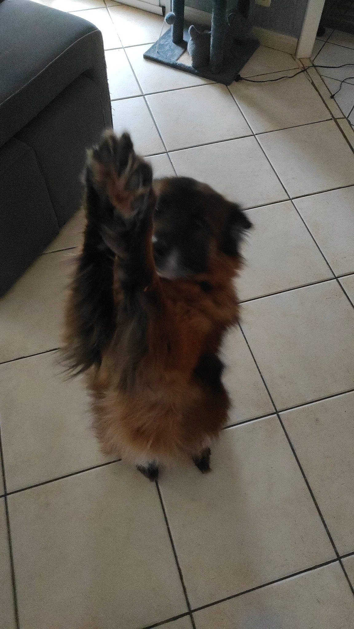 Harpeur a rejoint le concours — aidez-le/la à gagner de superbes lots ! canidae, carnivore, claw, companion_dog, dog, dog_breed, fawn, felidae, floor, flooring, fur, hardwood, liver, paw, road_surface, small_to_medium_sized_cats, tail, tile, tile_flooring, toy_dog