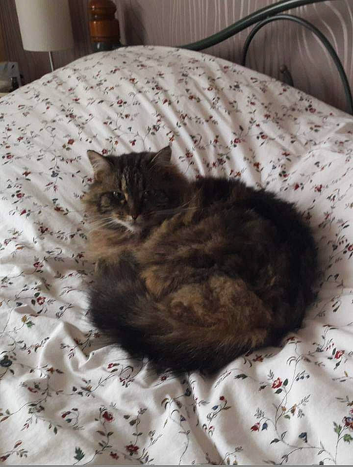 Gribouille participe au concours pour gagner de l'argent avec cette photo : bed, bed_sheet, bedding, carnivore, cat, comfort, domestic_short_haired_cat, felidae, flooring, fur, furniture, grey, hardwood, linens, room, small_to_medium_sized_cats, tail, terrestrial_animal, textile, whiskers