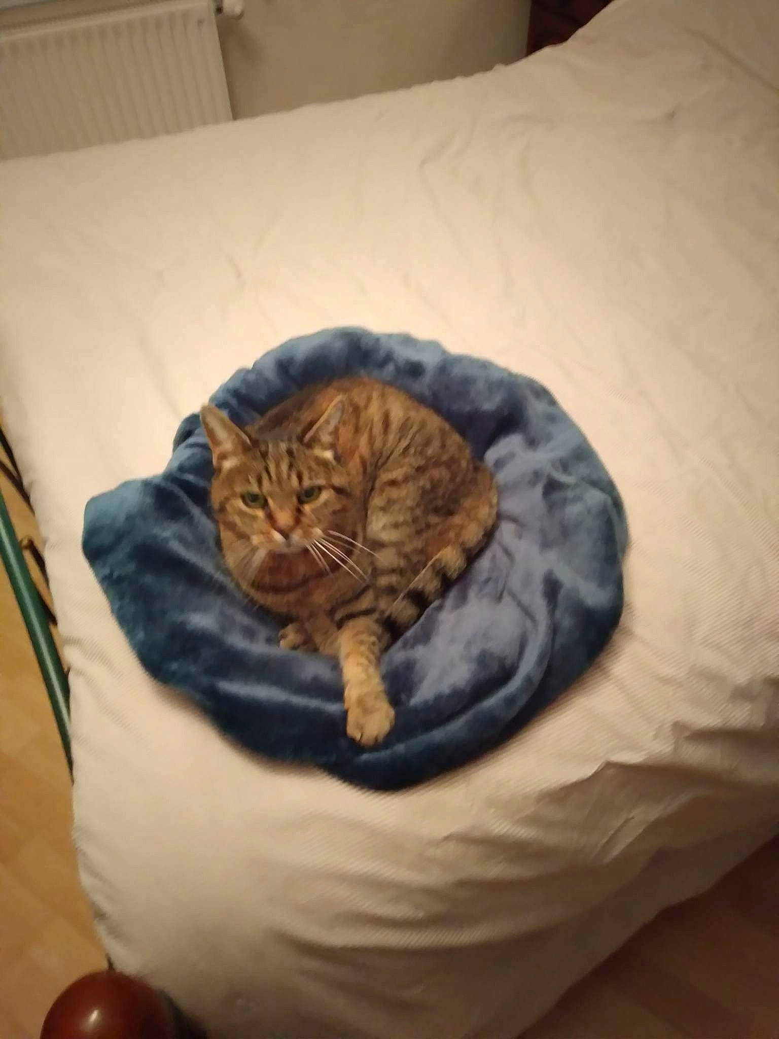 Patouille a rejoint le concours — aidez-le/la à gagner de superbes lots ! bed, bedding, brown, carnivore, cat, cat_supply, comfort, domestic_short_haired_cat, duvet, felidae, fur, hardwood, linens, nap, room, small_to_medium_sized_cats, tail, terrestrial_animal, whiskers, wood