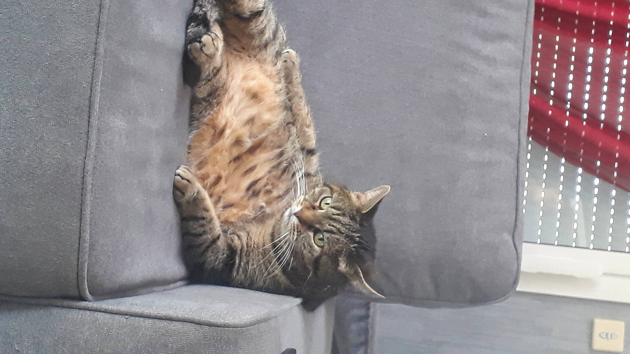 Patouille a rejoint le concours — aidez-le/la à gagner de superbes lots ! big_cats, carnivore, cat, claw, comfort, domestic_short_haired_cat, felidae, flag, fur, pattern, paw, sitting, small_to_medium_sized_cats, snout, tail, terrestrial_animal, tree, whiskers, wildlife, window