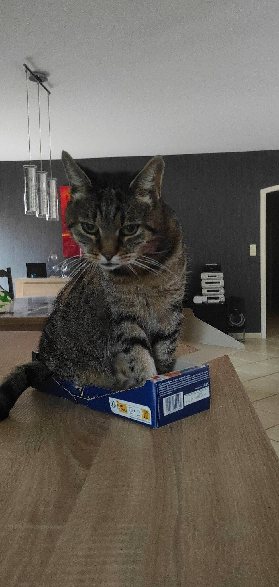 Patouille participe au concours pour gagner de l'argent avec cette photo : box, carnivore, cat, domestic_short_haired_cat, felidae, flooring, flowerpot, fur, grey, hardwood, houseplant, laminate_flooring, paw, plant, publication, sitting, small_to_medium_sized_cats, tail, whiskers, wood