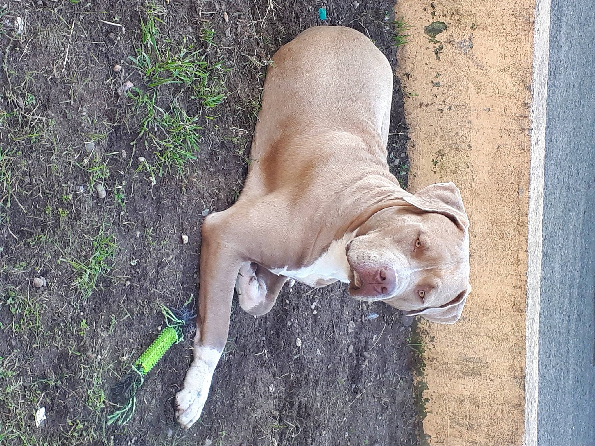 Storm a rejoint le concours — aidez-le/la à gagner de superbes lots ! canidae, carnivore, comfort, companion_dog, dog, dog_breed, fawn, foot, grass, human_leg, nail, plant, snout, soil, sporting_group, tail, terrestrial_animal, thigh, wood, working_animal