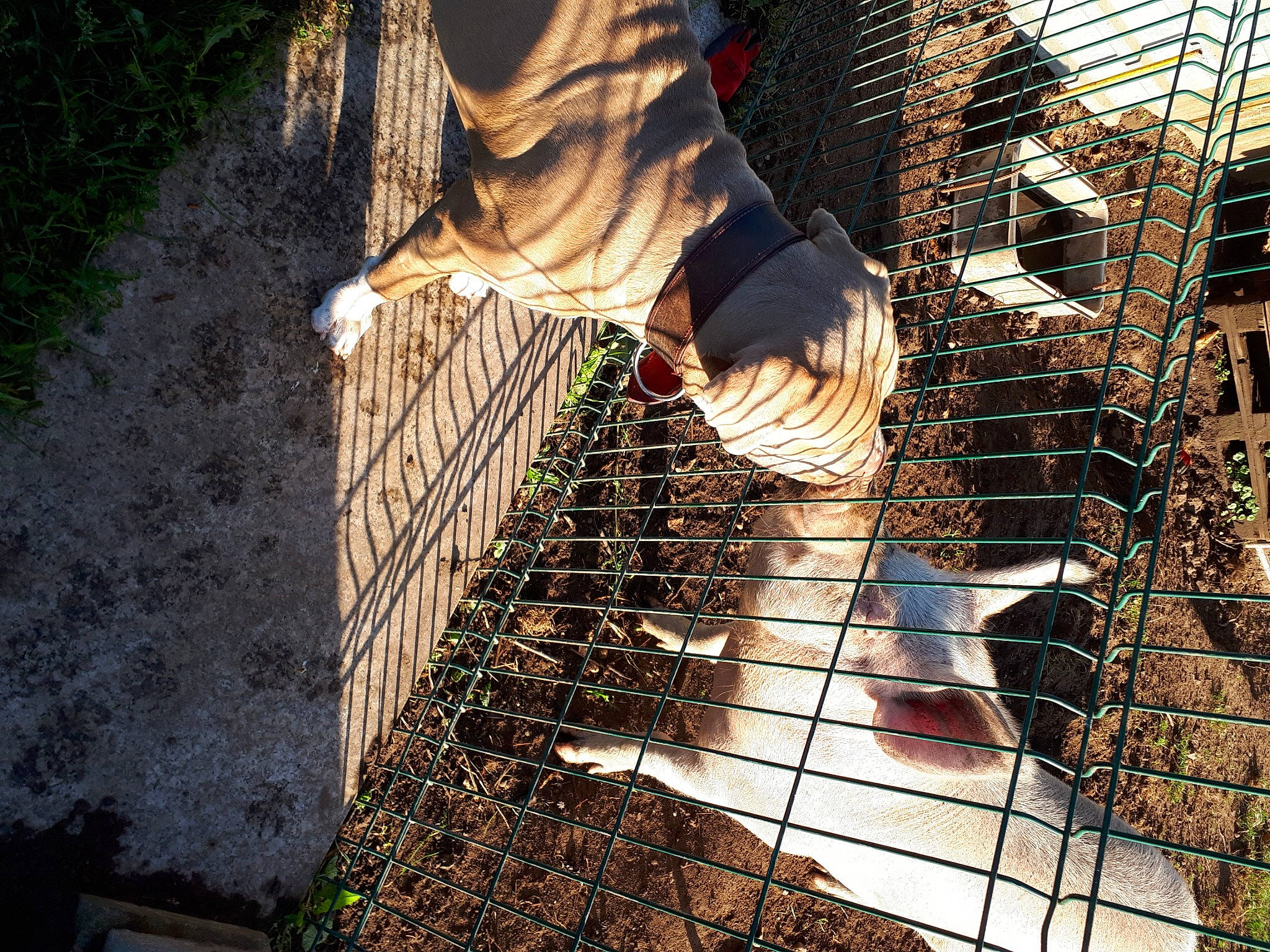 Storm a rejoint le concours — aidez-le/la à gagner de superbes lots ! animal_shelter, branch, cage, chain_link_fencing, feather, fur, grass, heat, human_leg, mesh, net, people_in_nature, shadow, soil, sunlight, tints_and_shades, tree, trunk, wire_fencing, wood