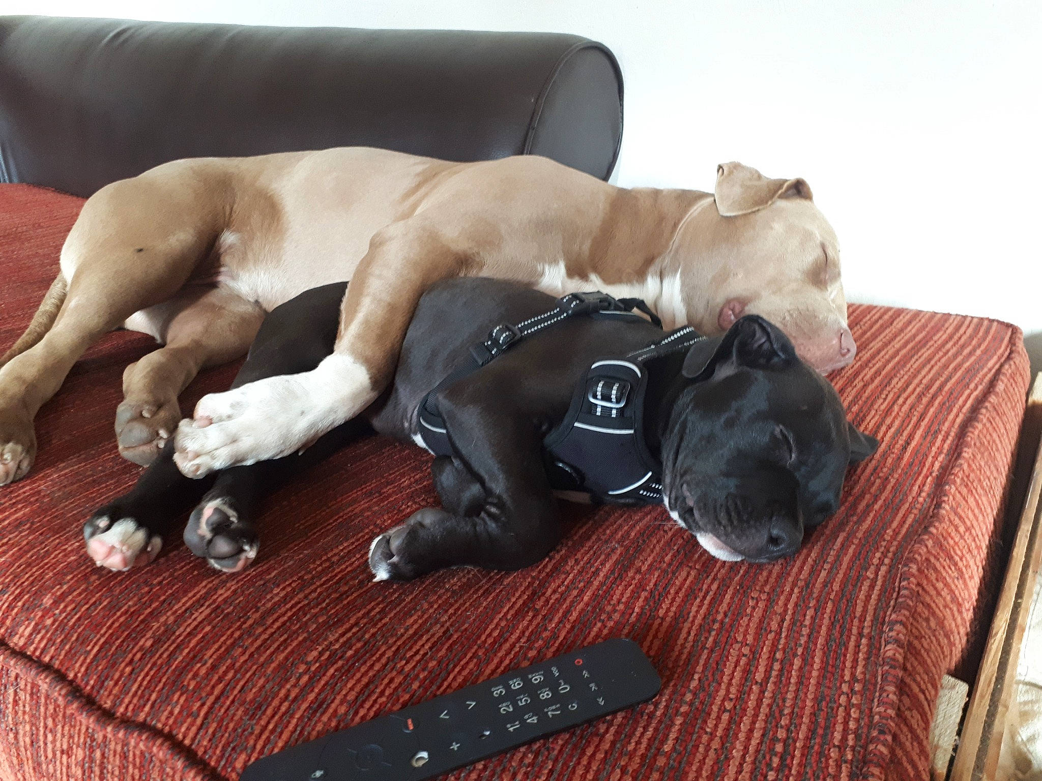 Storm participe au concours pour gagner de l'argent avec cette photo : carnivore, chest, comfort, companion_dog, dog, dog_breed, fawn, flooring, foot, fur, furniture, hardwood, human_leg, knee, leg, tail, thigh, wood, working_animal, wrist