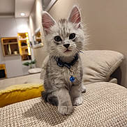 Aïko a rejoint le concours — aidez-le/la à gagner de superbes lots ! kitten, cat, pet, indoor, furniture, couch, collar, bell, curious, fluffy, gray, white, small, cute, young, domestic, cozy, living_room, soft_lighting, focused