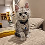 kitten, cat, pet, indoor, furniture, couch, collar, bell, curious, fluffy, gray, white, small, cute, young, domestic, cozy, living_room, soft_lighting, focused