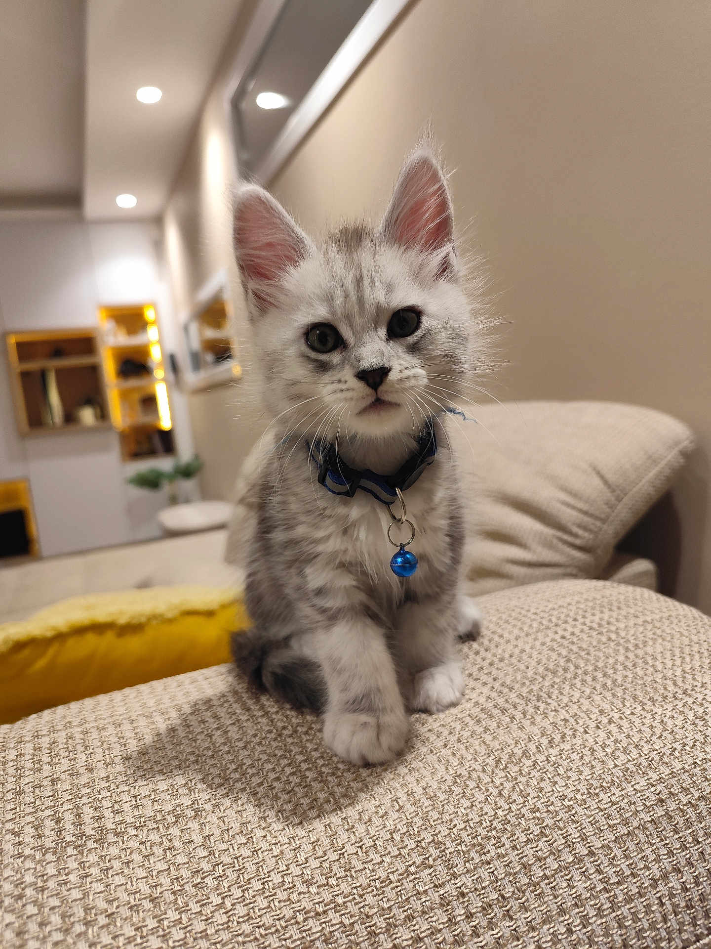 Aïko a rejoint le concours — aidez-le/la à gagner de superbes lots ! kitten, cat, pet, indoor, furniture, couch, collar, bell, curious, fluffy, gray, white, small, cute, young, domestic, cozy, living_room, soft_lighting, focused
