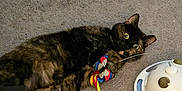 Autumn joined the competition — help win amazing prizes! cat, tortoiseshell_cat, pet, toy, butterfly_toy, carpet, whiskers, eyes, indoor, playful, lying_down, paw, looking_up, furniture, plastic_toy, round_toy, domestic, fur, curious, closeup