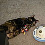 cat, tortoiseshell_cat, pet, toy, butterfly_toy, carpet, whiskers, eyes, indoor, playful, lying_down, paw, looking_up, furniture, plastic_toy, round_toy, domestic, fur, curious, closeup