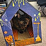 Autumn joined the competition — help win amazing prizes! cat, tortoiseshell_cat, pet, halloween, cardboard_house, scratcher, wide_eyes, cozy, indoor, carpet, pumpkin, spiderweb, broom, bat, candy, decorative, face, ears, box, sitting
