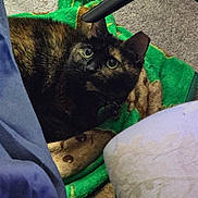 Autumn joined the competition — help win amazing prizes! cat, tortoiseshell_cat, pet, green_blanket, blanket, carpet, chair_leg, upholstery, wide_eyes, whiskers, indoor, cozy, furniture, lying_down, looking_up, portrait, closeup, fur, collar_tag, bed