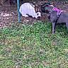 Sherley a rejoint le concours — aidez-le/la à gagner de superbes lots ! animal, black, brown, curious, daylight, dog, fence, grass, greenery, ground, harness, mammal, nature, outdoor, pet, rabbit, resting, sniffing, white, wire